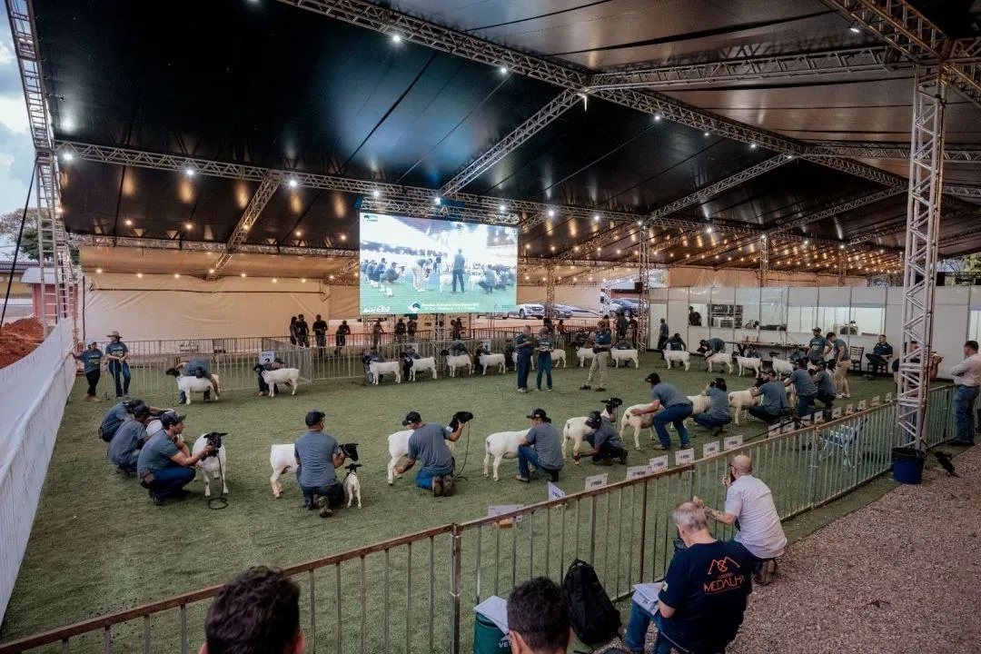 Criadores apresentam ovelhas brancas e de cabeça preta na pista coberta de uma exposição agropecuária