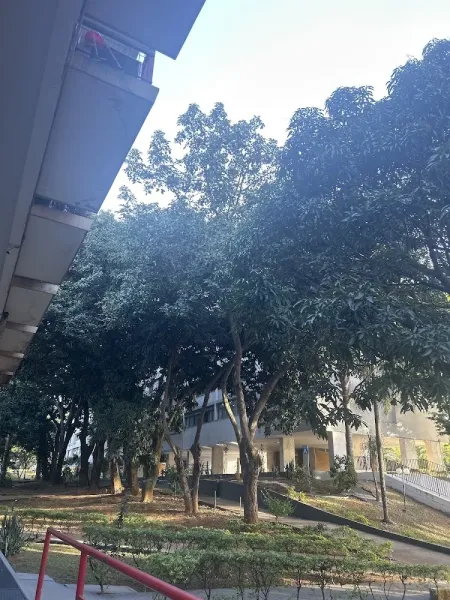 Auara Açaí Paraense