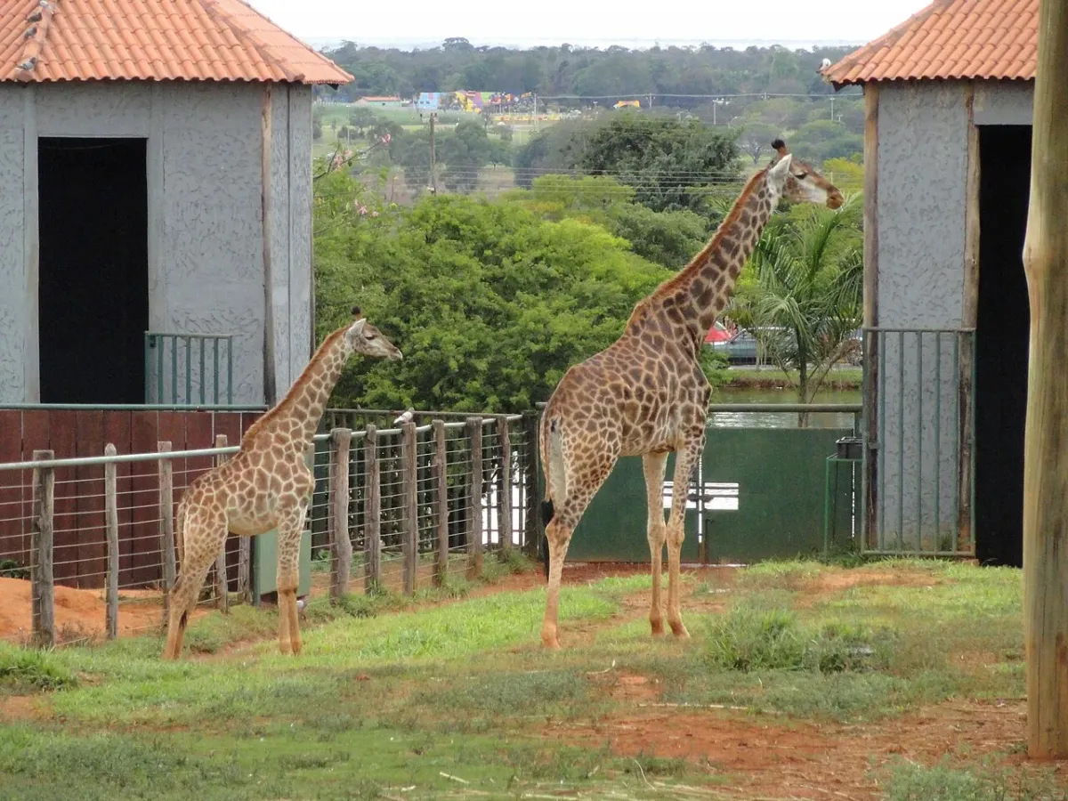 Duas girafas, uma adulta e uma filhote, em recinto do Jardim Zoológico de Brasília com árvores ao fundo