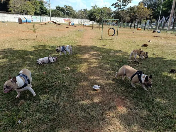 Casa dos amigos pets