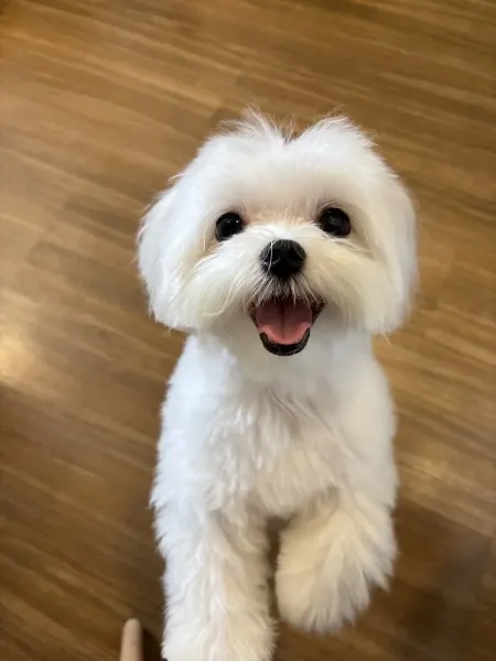 Cão Mais Gato