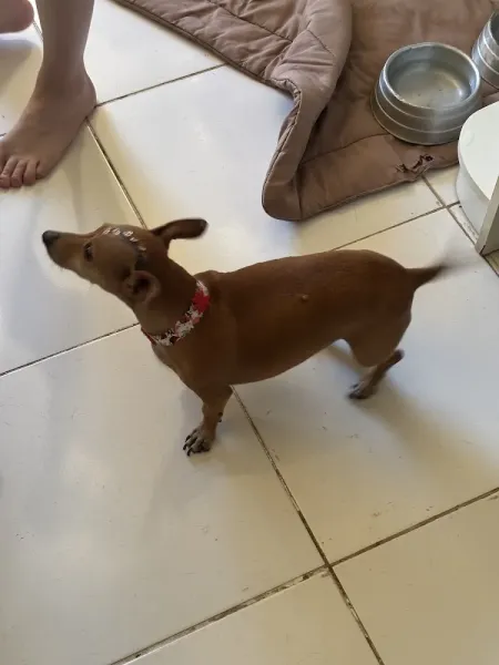 Life Pet