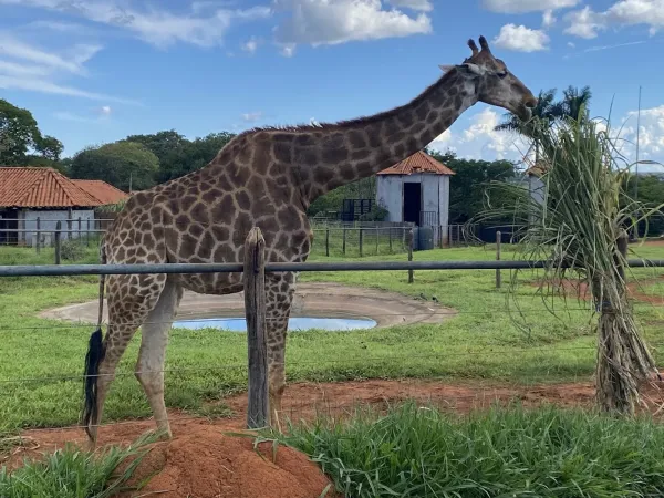Zoológico de Brasília