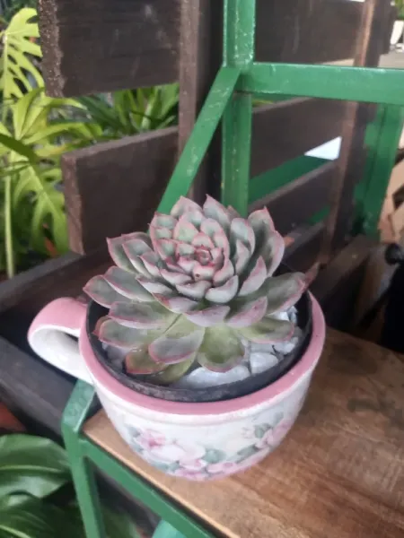 Polo de Plantas de Paranoá