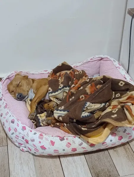 Rejane hospedagem pets