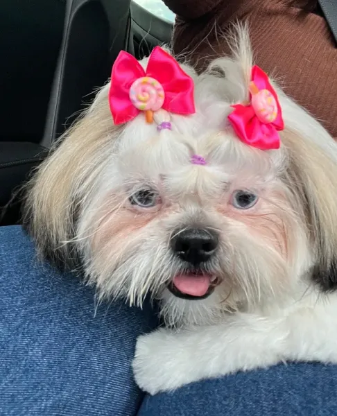 Pet Life SPA
