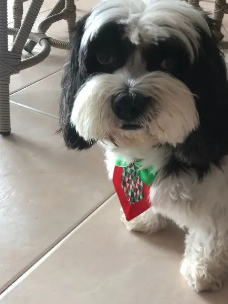 Cão Anjo