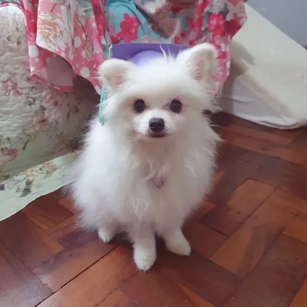 Meg Vem Adestramento