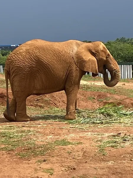 Zoológico de Brasília