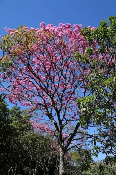 Chácara Santa Clara