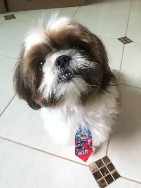 Cãotinho Peludo Banho e tosa & Boutique