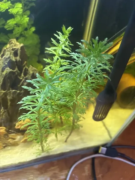 Show Aquarium