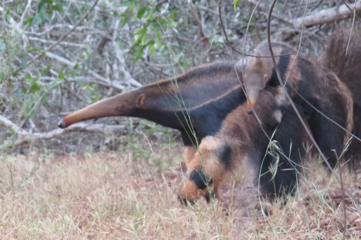 Tamanduá-bandeira com filhote nas costas, um dos animais do Cerrado. Foto de arquivo ilustrativa, não é da exposição. Foto: Diogo Kanouté/Wikimedia Commons (CC BY-SA 4.0)