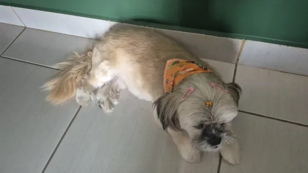 Madaya Pet