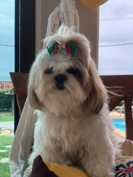 Cão Anjo