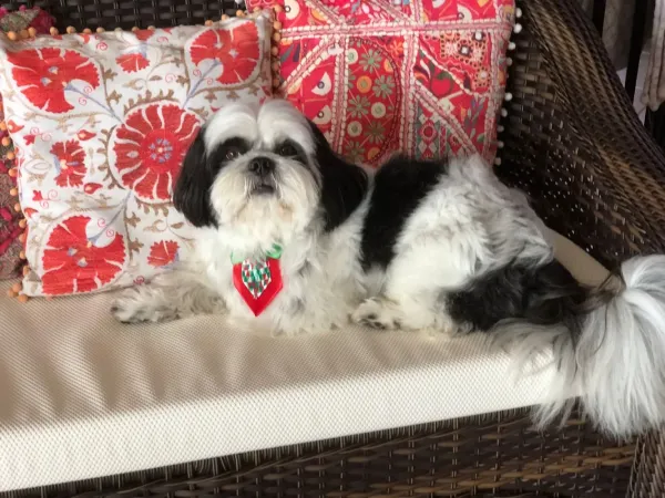 Cão Anjo