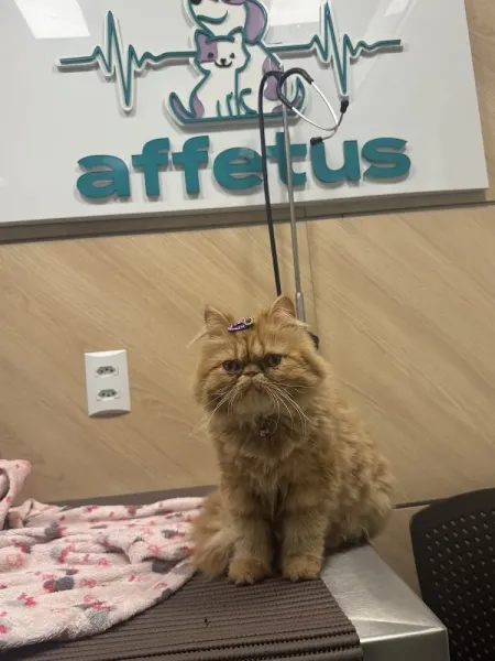 Affetus Clínica Veterinária