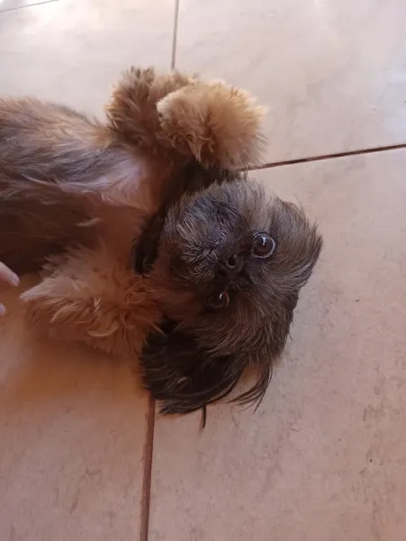Rangaut! Alimentação Natural para Cães
