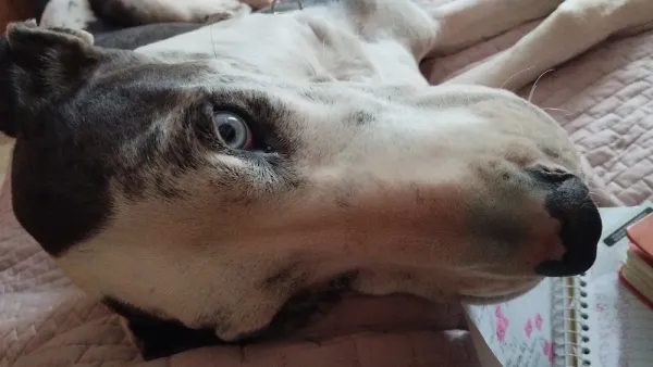 Império Pet
