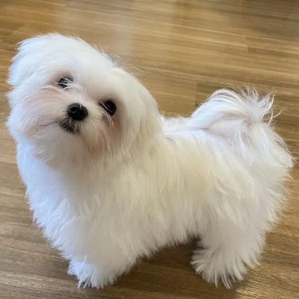 Cão Mais Gato