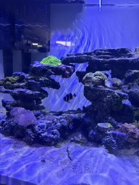 Fish Top