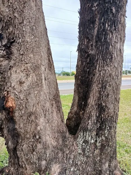 Parque Ecológico do Gama