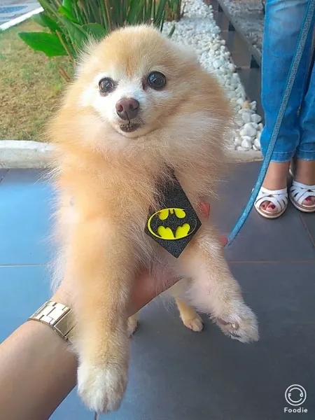 Cãotinho Peludo Banho e tosa & Boutique