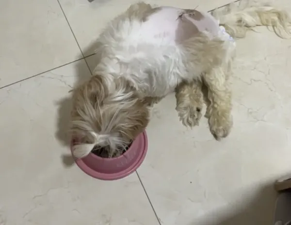 Bicho Brasília