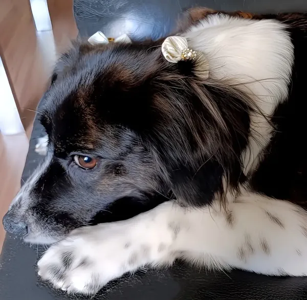 Madaya Pet