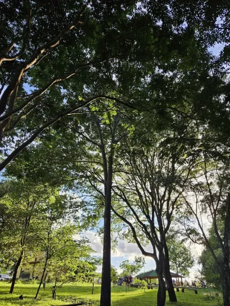 Parque Ecológico dos Jequitibás