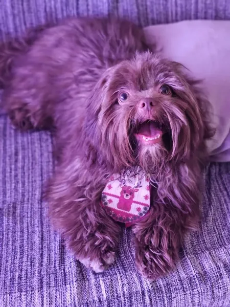 B&B Petzone