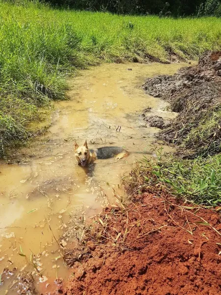 Canis Perfectus Adestramento