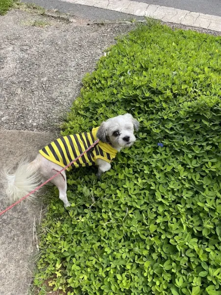 Bicho Brasília