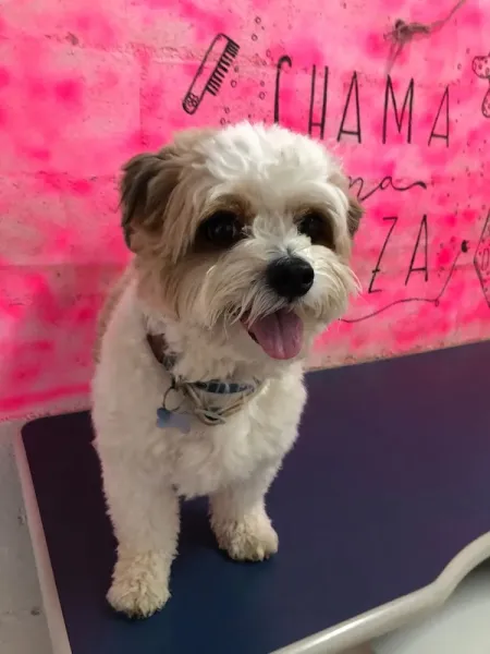 Vênus Pet Home Hotel