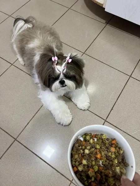 Rangaut! Alimentação Natural para Cães