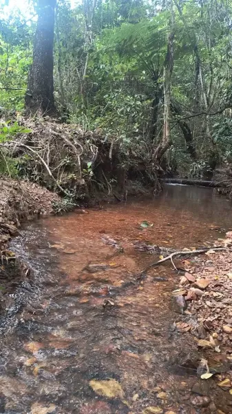 Córrego dentro da mata