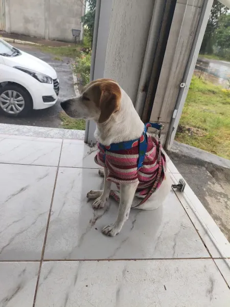 CEDVEP Diagnóstico Veterinário