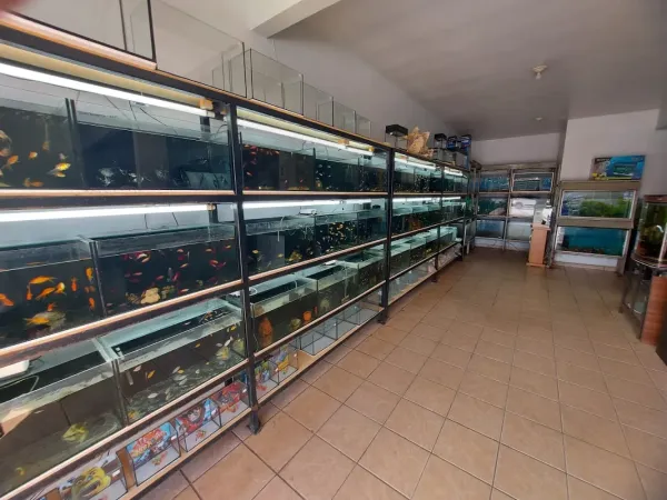 Show Aquarium