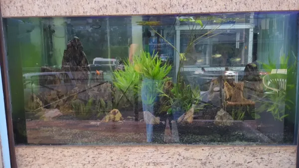 Tropical Maeda