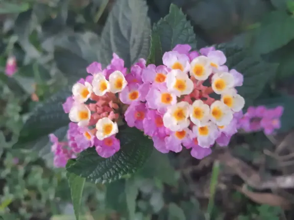 Parque Ecológico do Gama