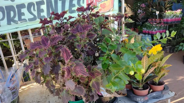Viveiro De Plantas E Floricultura DF-20
