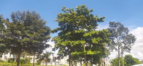 Parque Ecológico dos Jequitibás