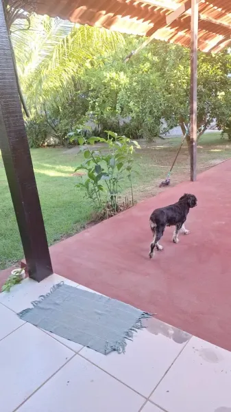 Vida Animal