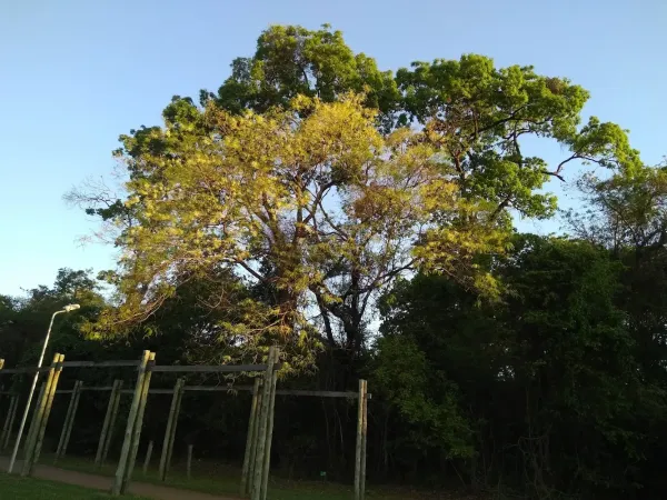 Parque do Bosque (Parque Distrital de São Sebastião)