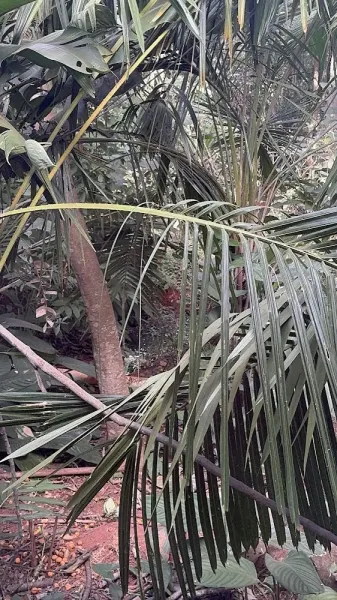 Jardim Botânico de Brasília