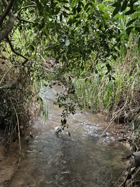 Parque Ecológico dos Jequitibás
