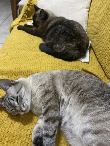 Veterinária Bárbara Geovana