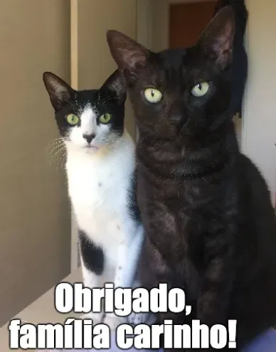Família Carinho Animal DF