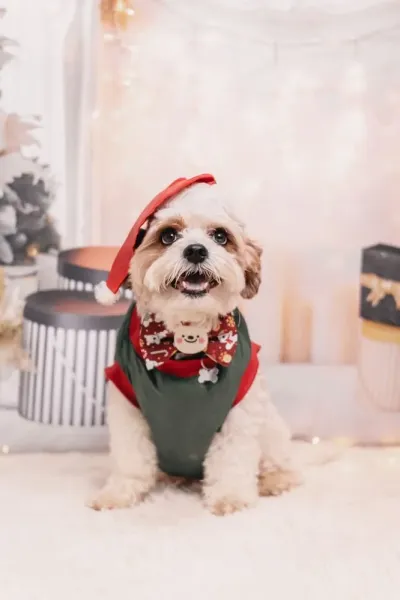 Vênus Pet Home Hotel