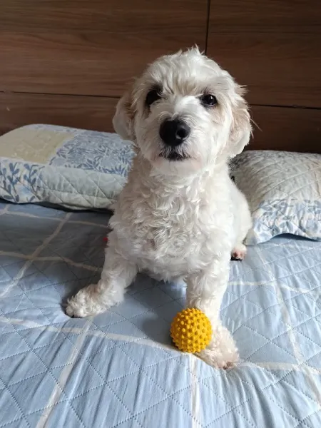 Vida Animal